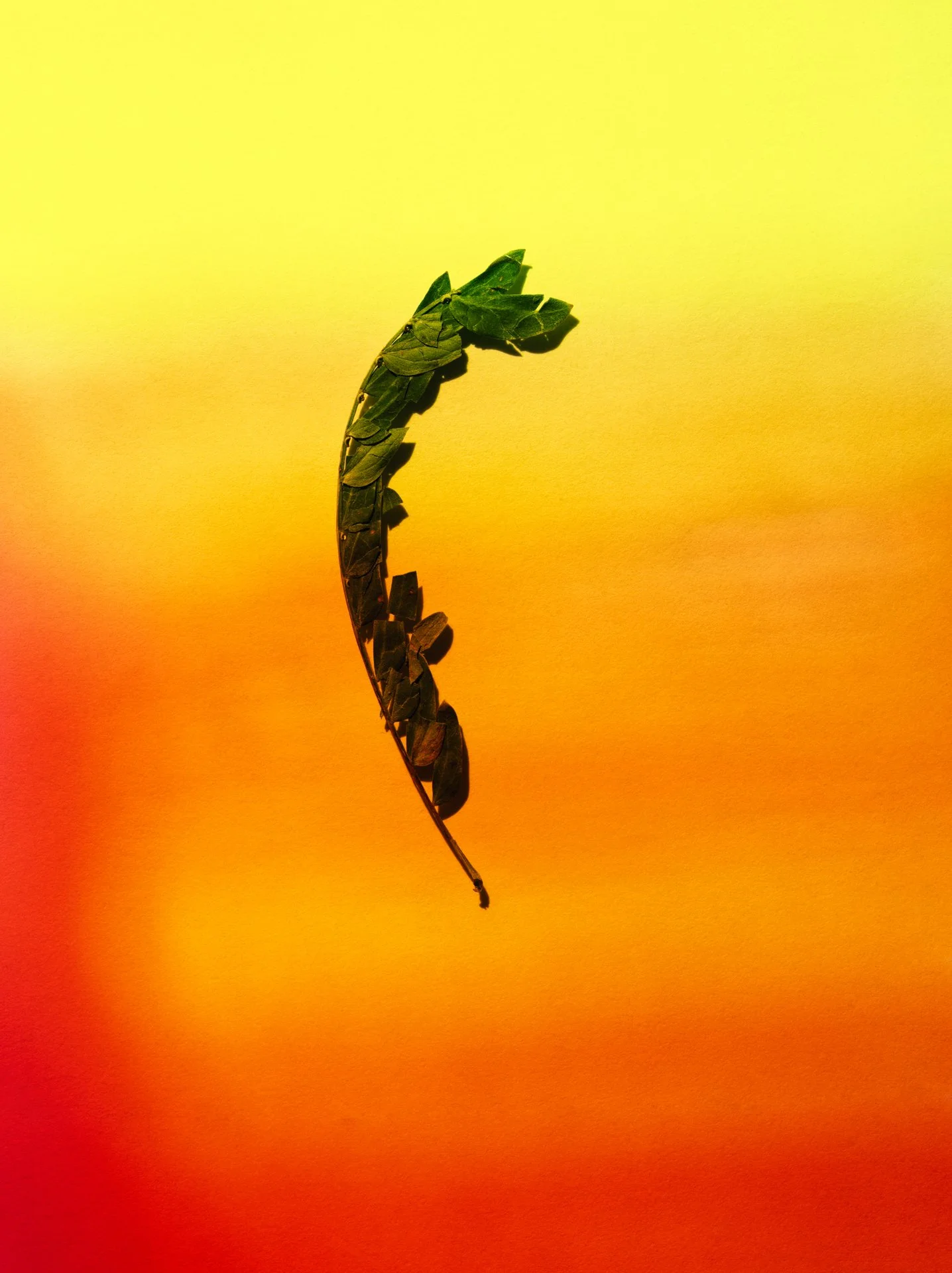 DAWN_FULL_X_PRINT_003 copy.jpg