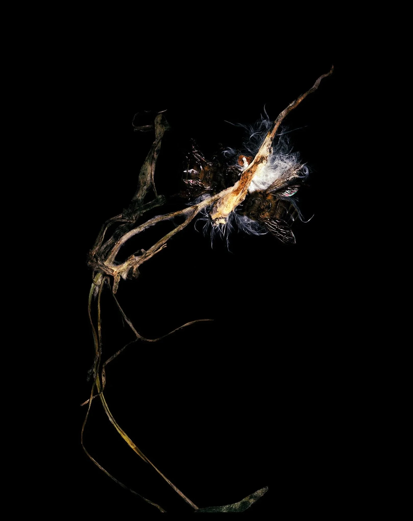 StillLifes2020_WEB_003.jpg