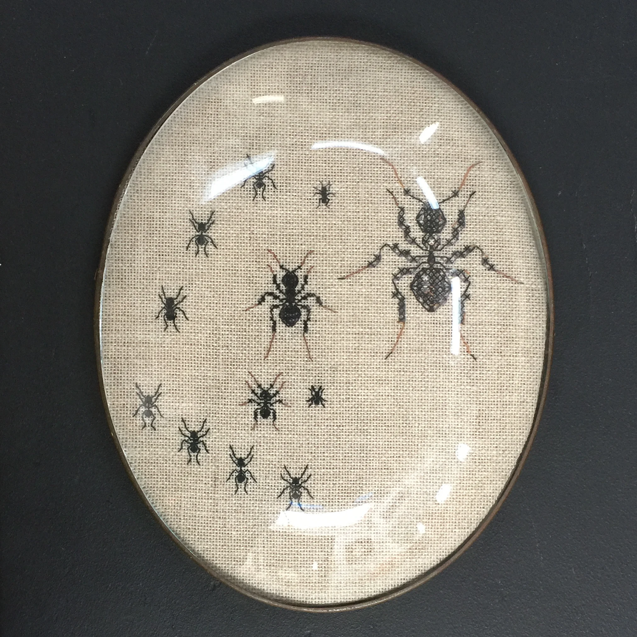 study black garden ant (lasius niger) - 2012