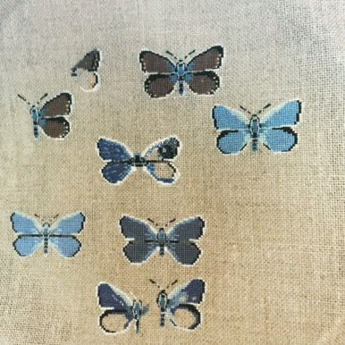 study common blue (polyommatus icarus) - 2014