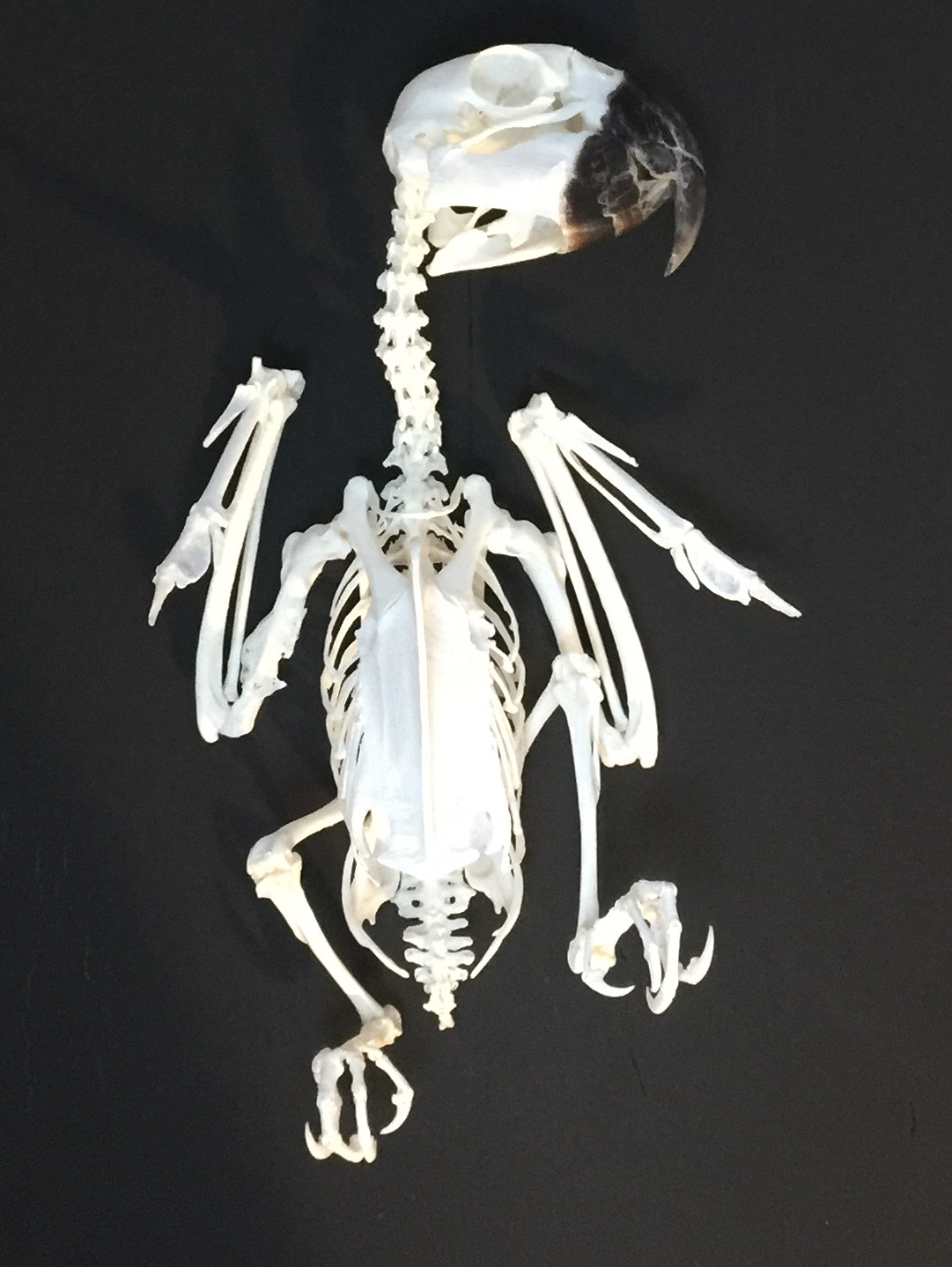 dead parrot #2 (ara ararauna) - 2016
