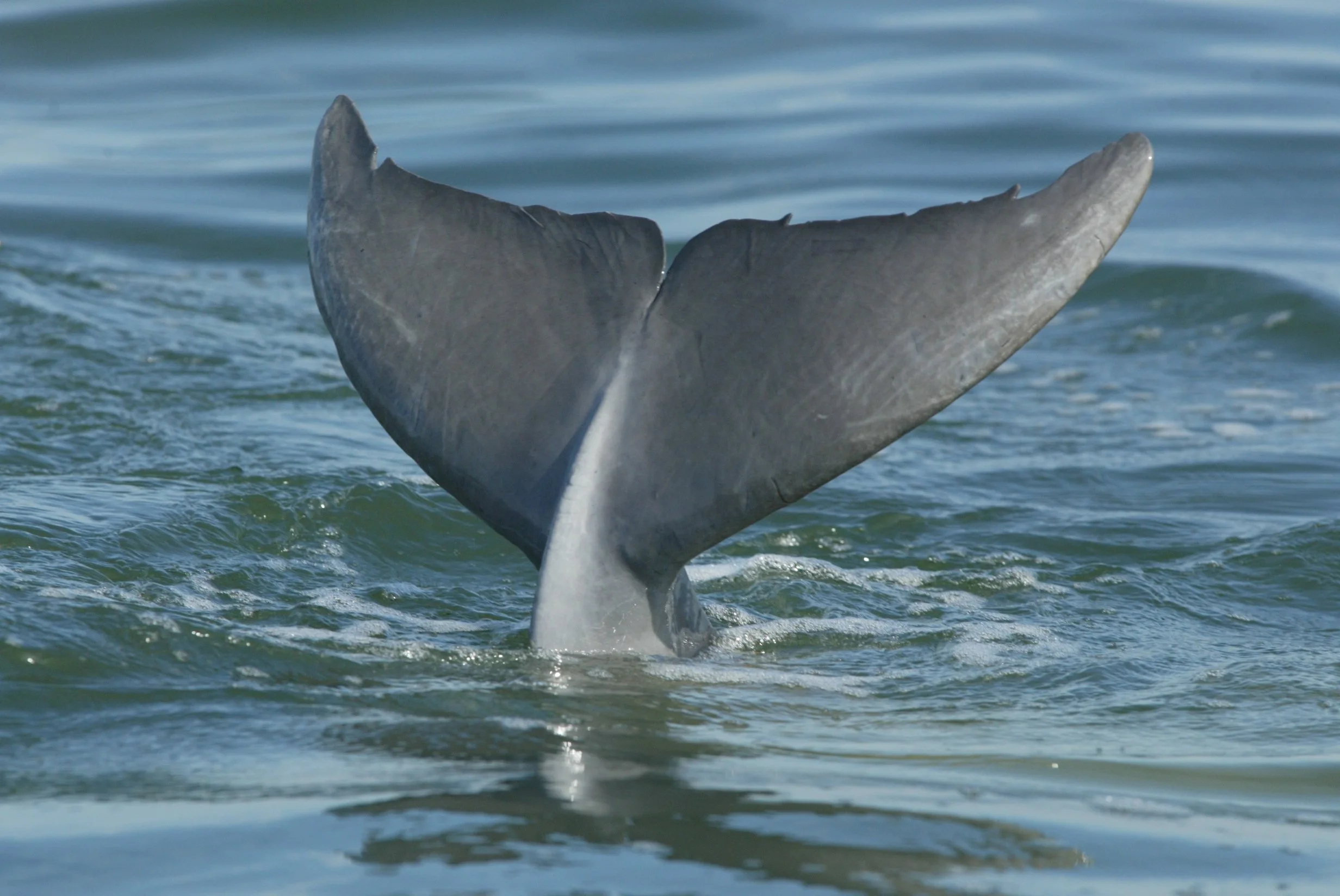 2004 01 24 S5047 fluke.jpg