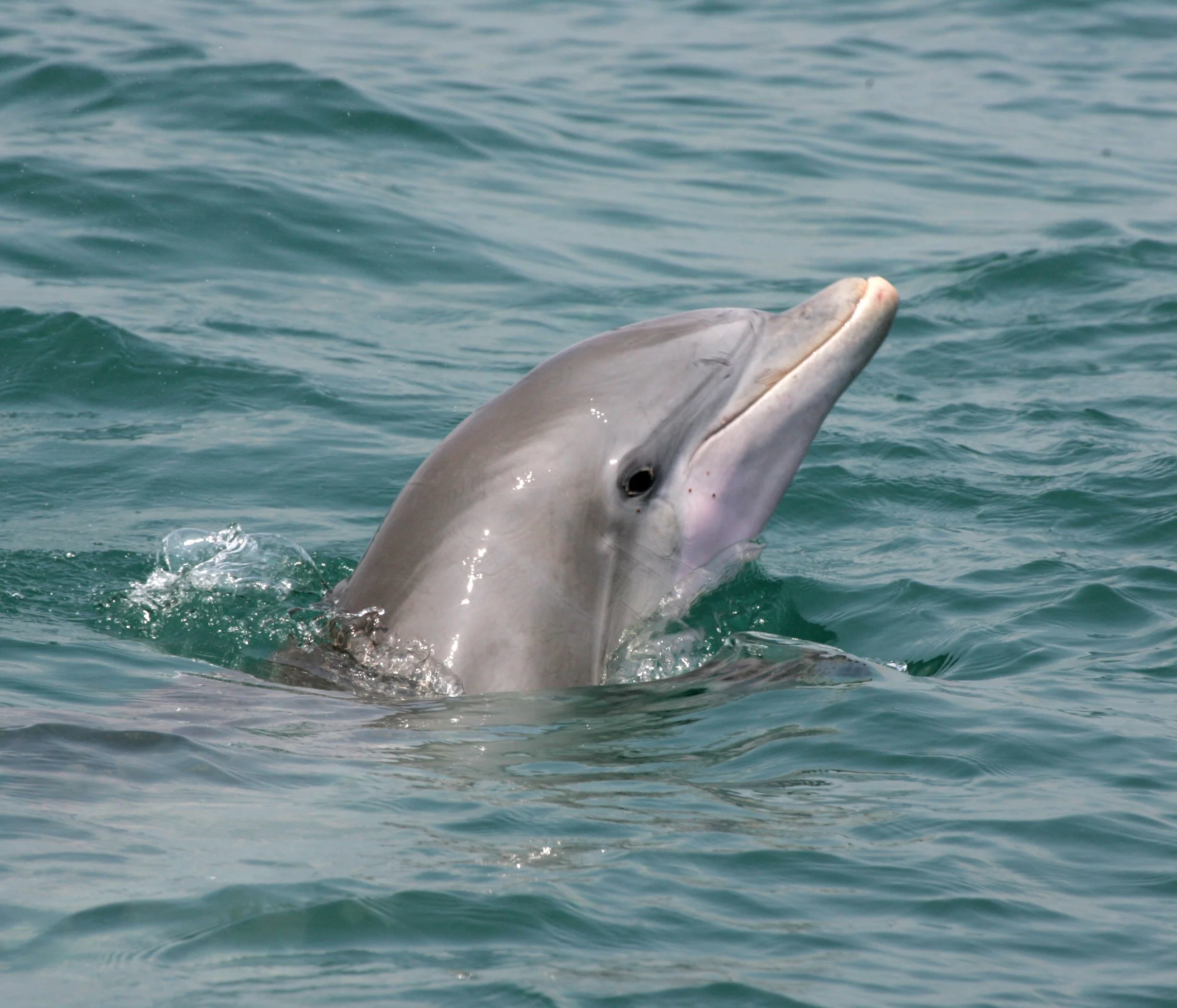 2007 08 08 SA8168 spyhop.jpg