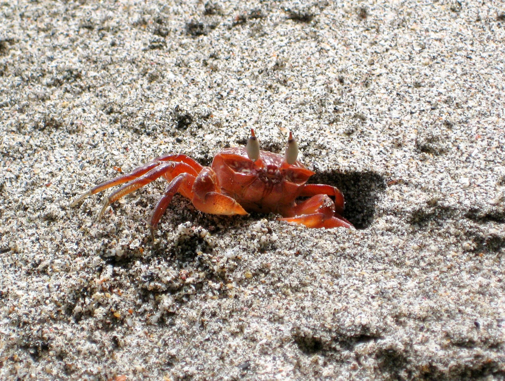 IMG_2878 copy.jpg