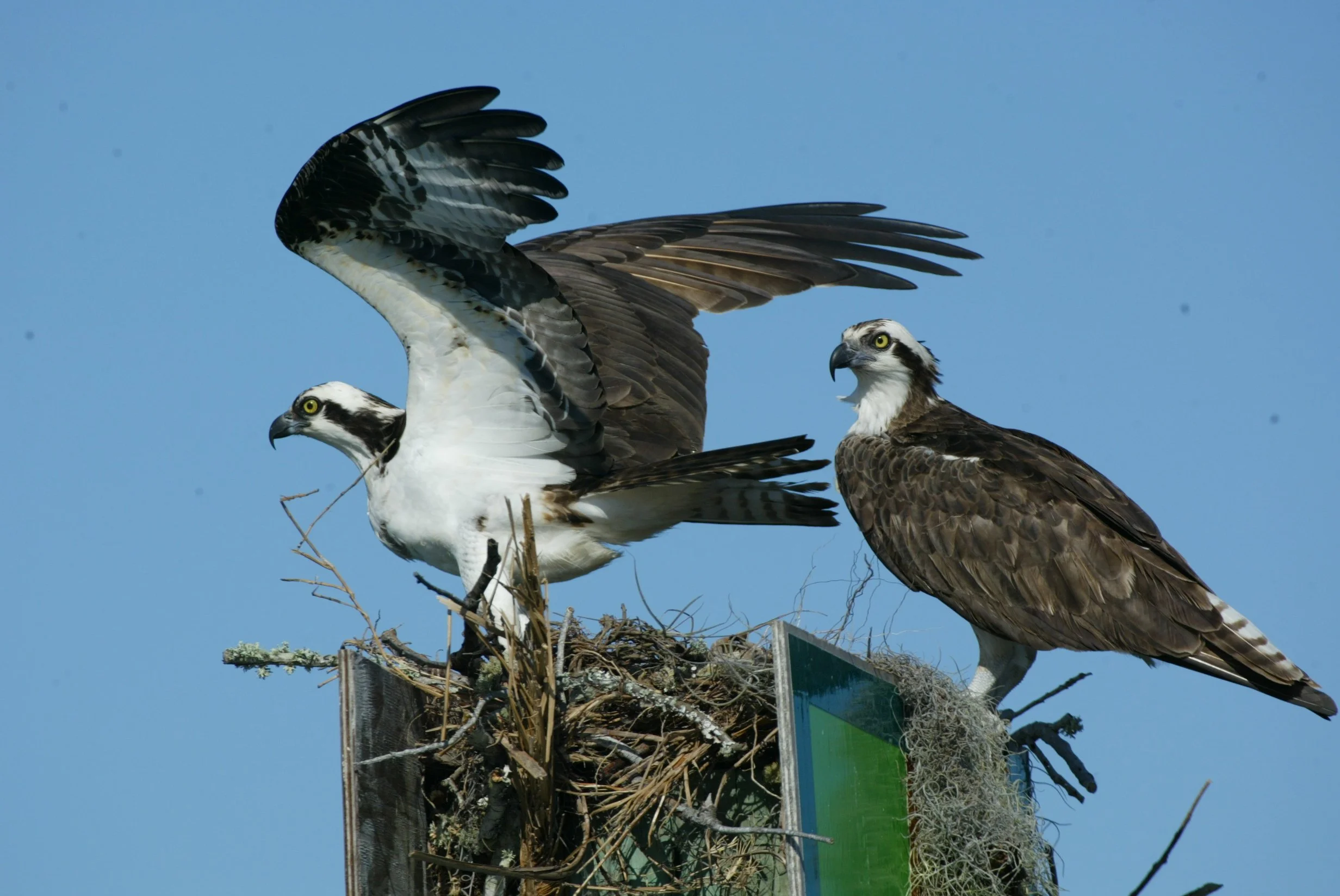 2004 03 19 S5217.jpg