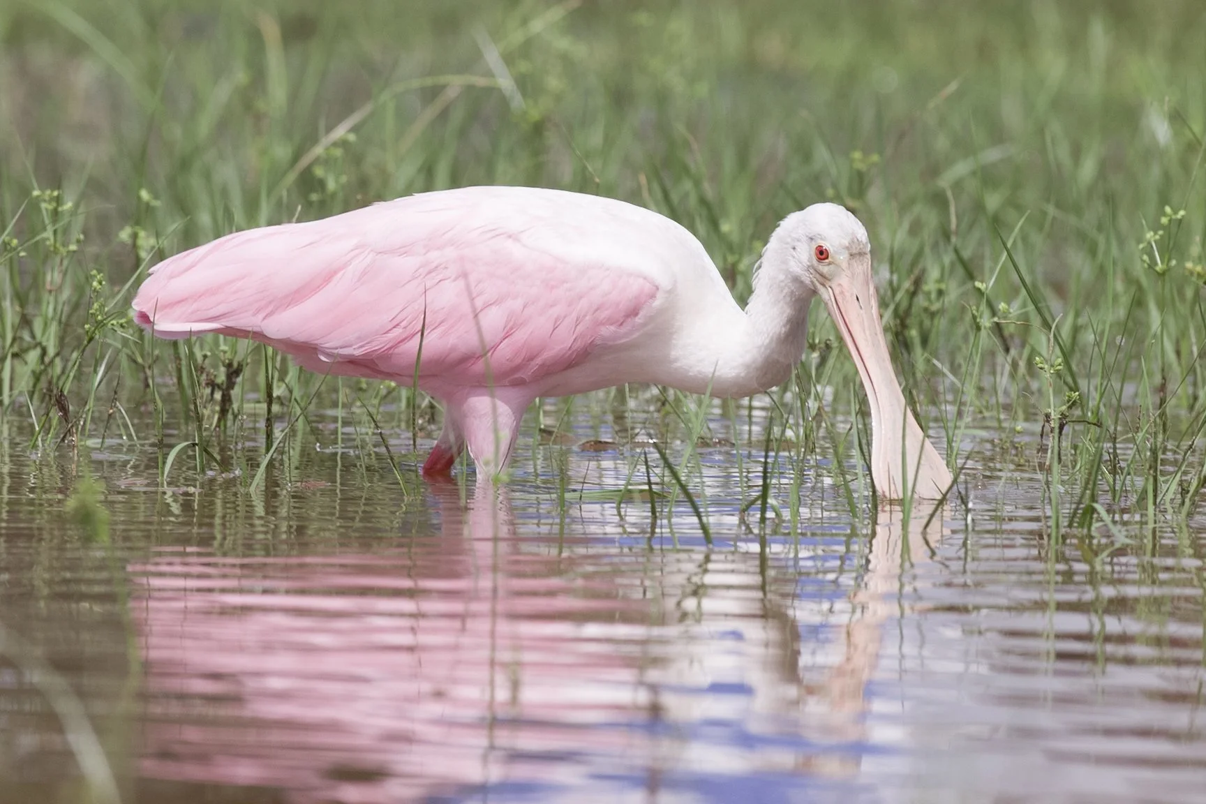 Roseate Spoonbill029 copy.jpg