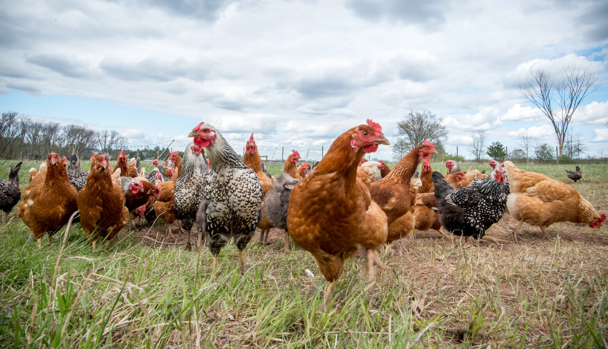 chickens.jpg