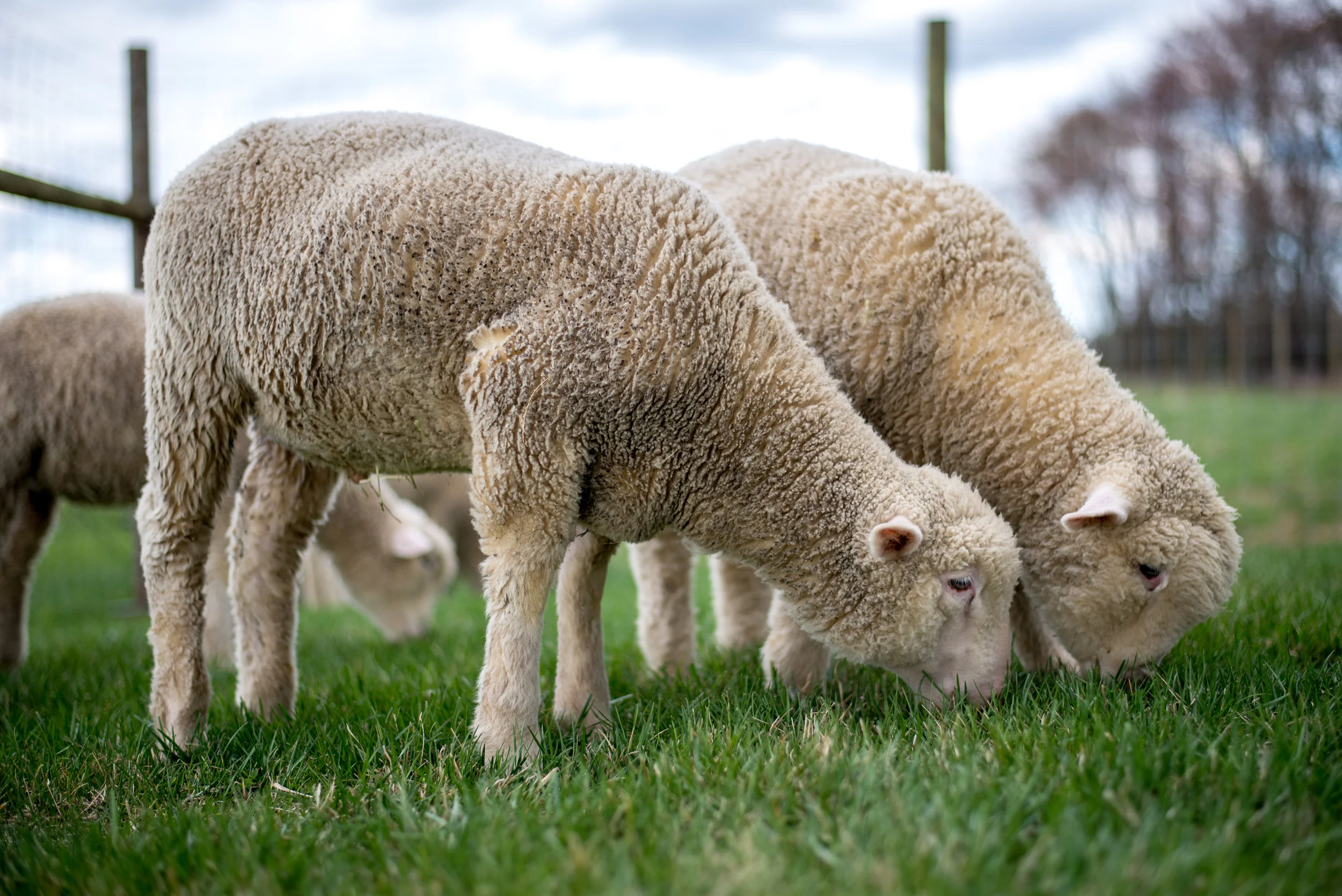 sheep.jpg