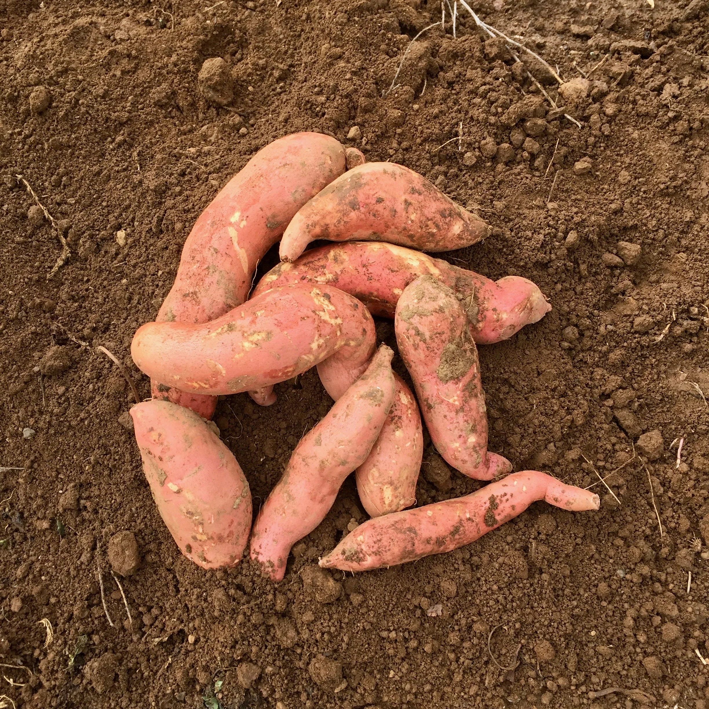 sweetpotatos.jpg