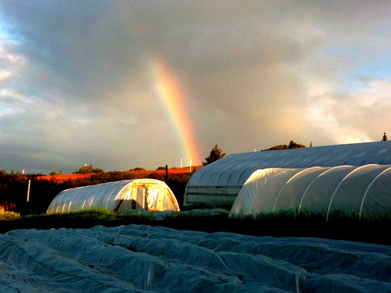 Rainbow over high tunnel.jpg