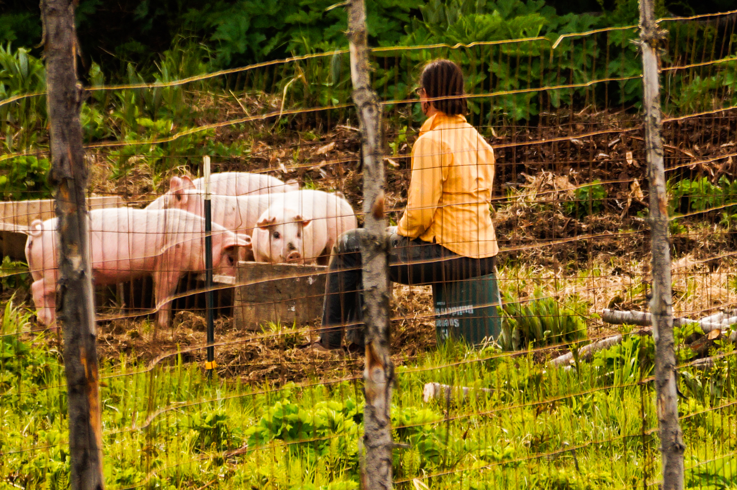 allison 2016 pigs farm (1 of 1).jpg