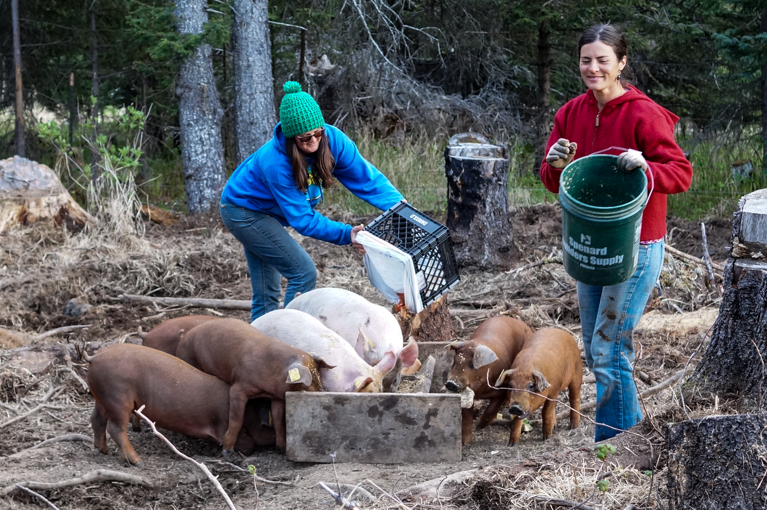 pigs 2015 em allison farm (1 of 1).jpg