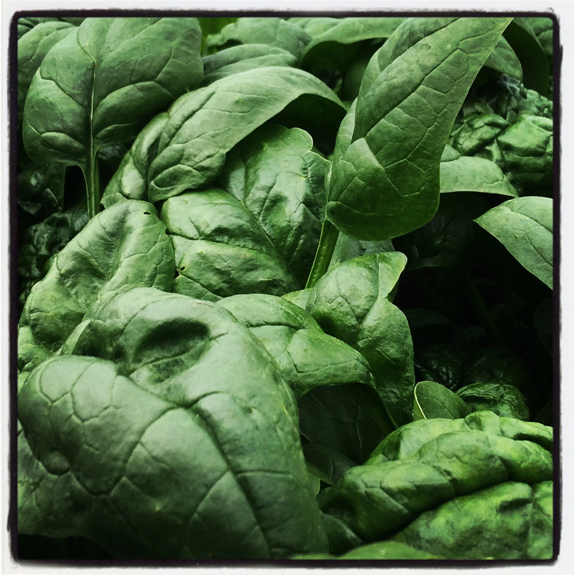 Avon Spinach.JPG