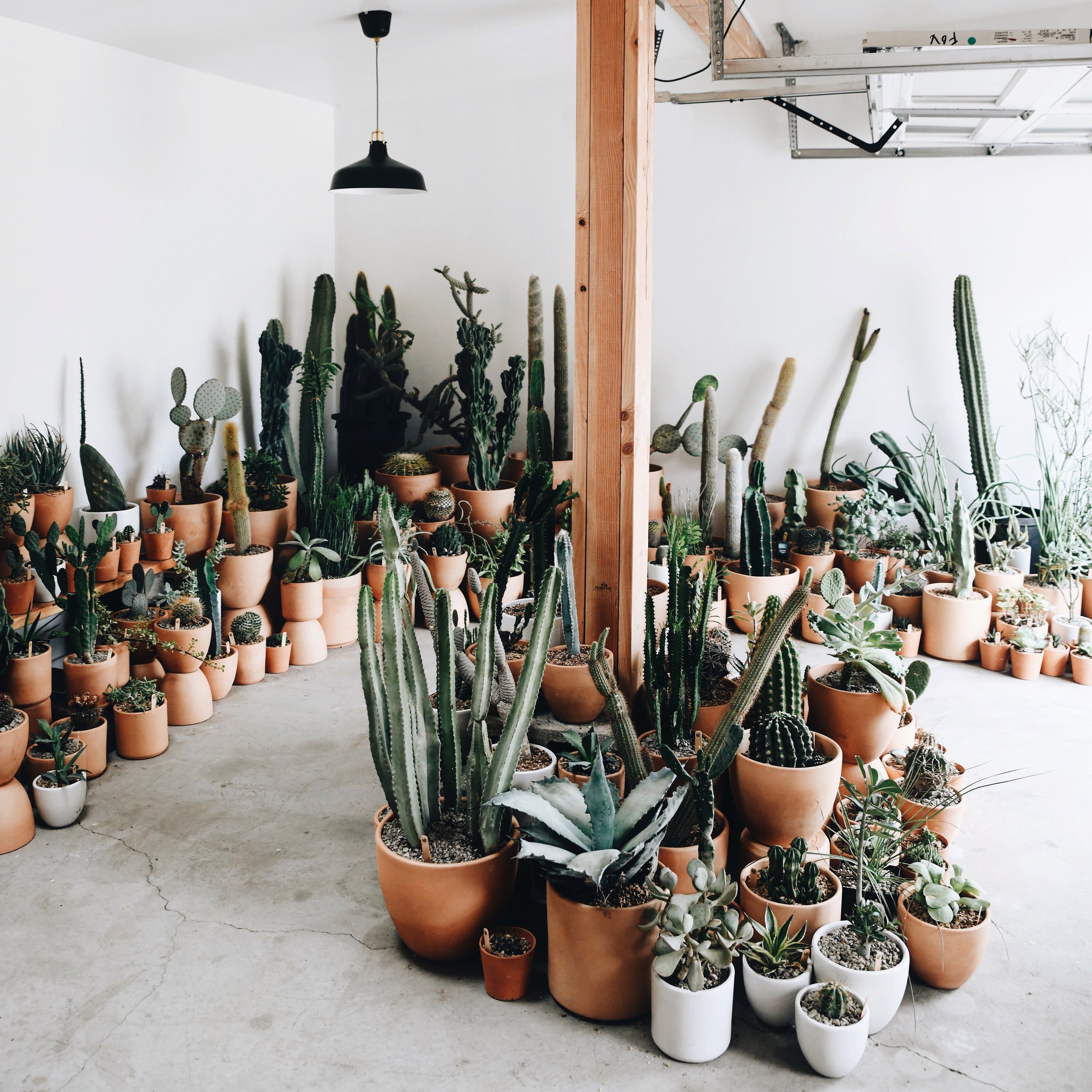 Profile: High &amp; Dry Cactus Co.