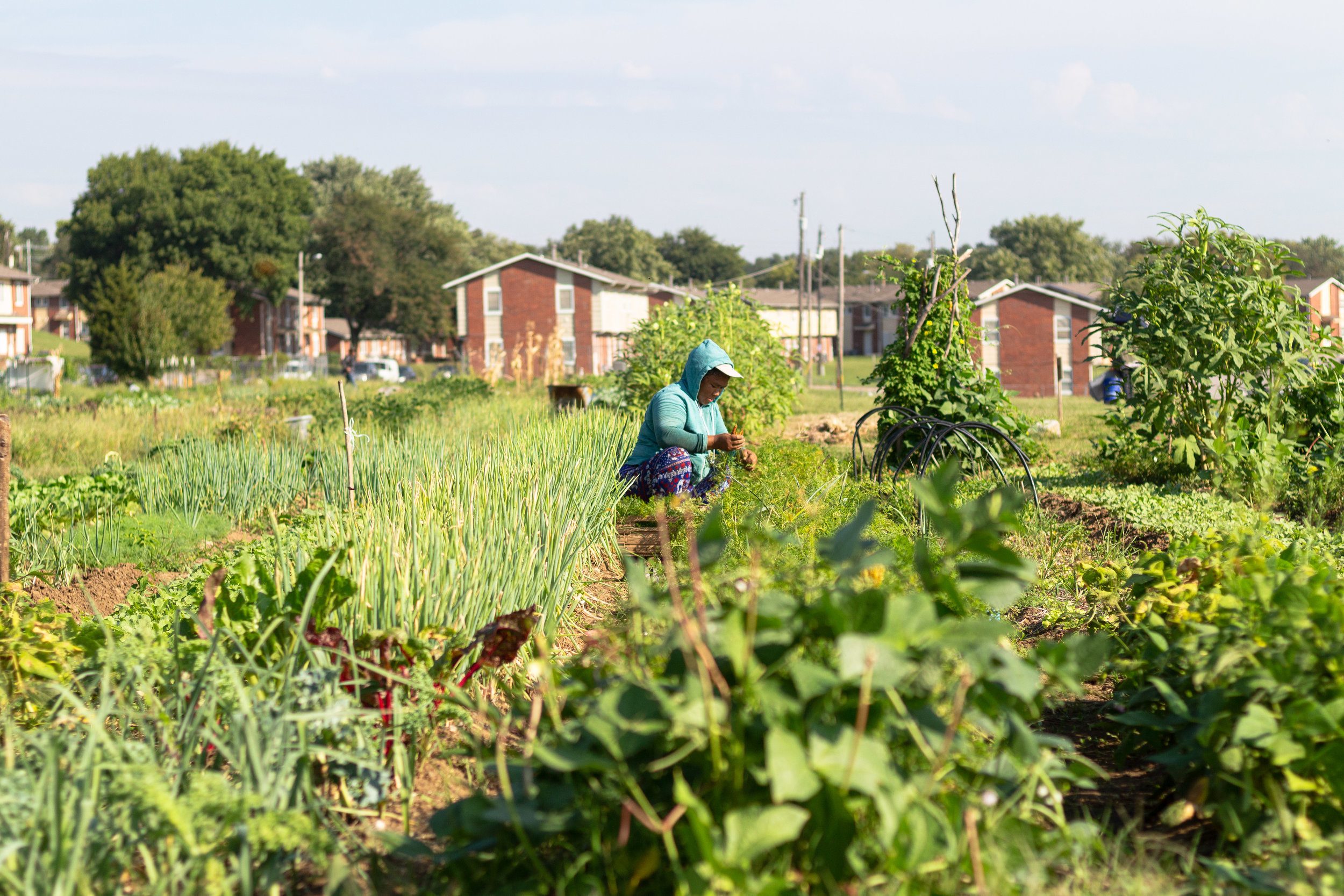 New Roots For Refugees Organic Farming For All Mikcexplore