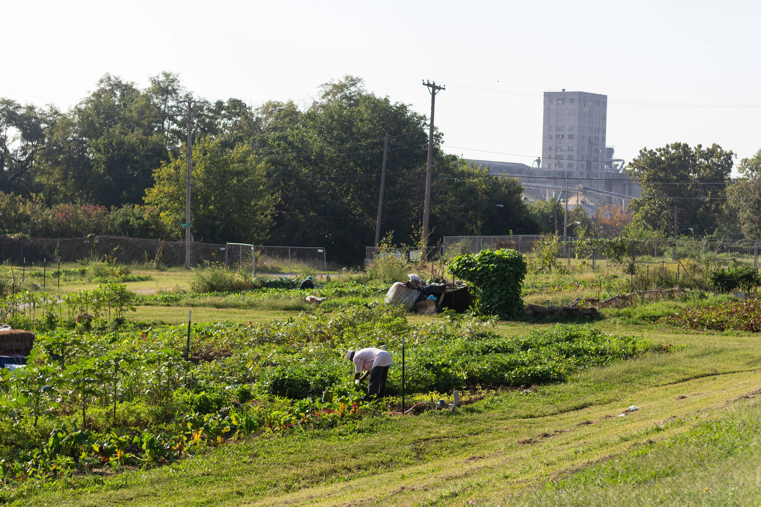 Juniper Gardens Training Farm plots