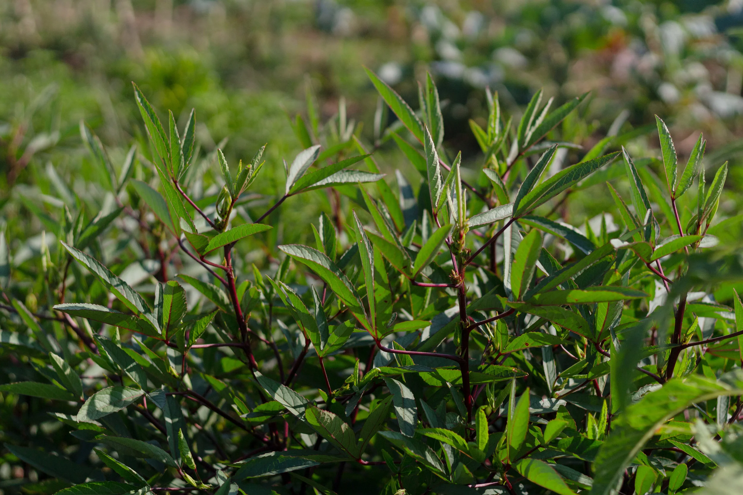 Burmese chin baung, translates to sour leaf