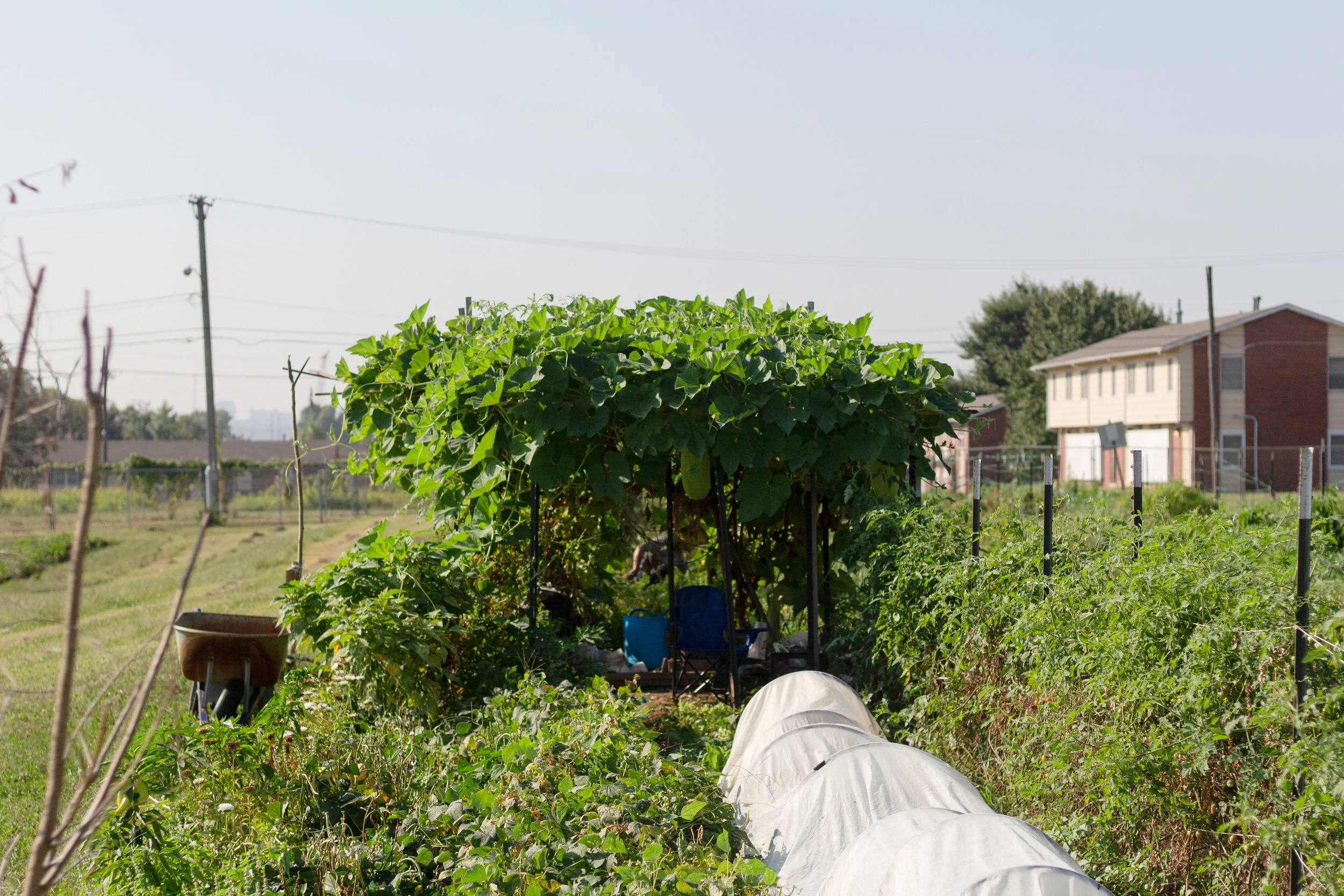 Shade structure for bottle gourds to grow on, constructed by New Roots fourth year farmer, Maria