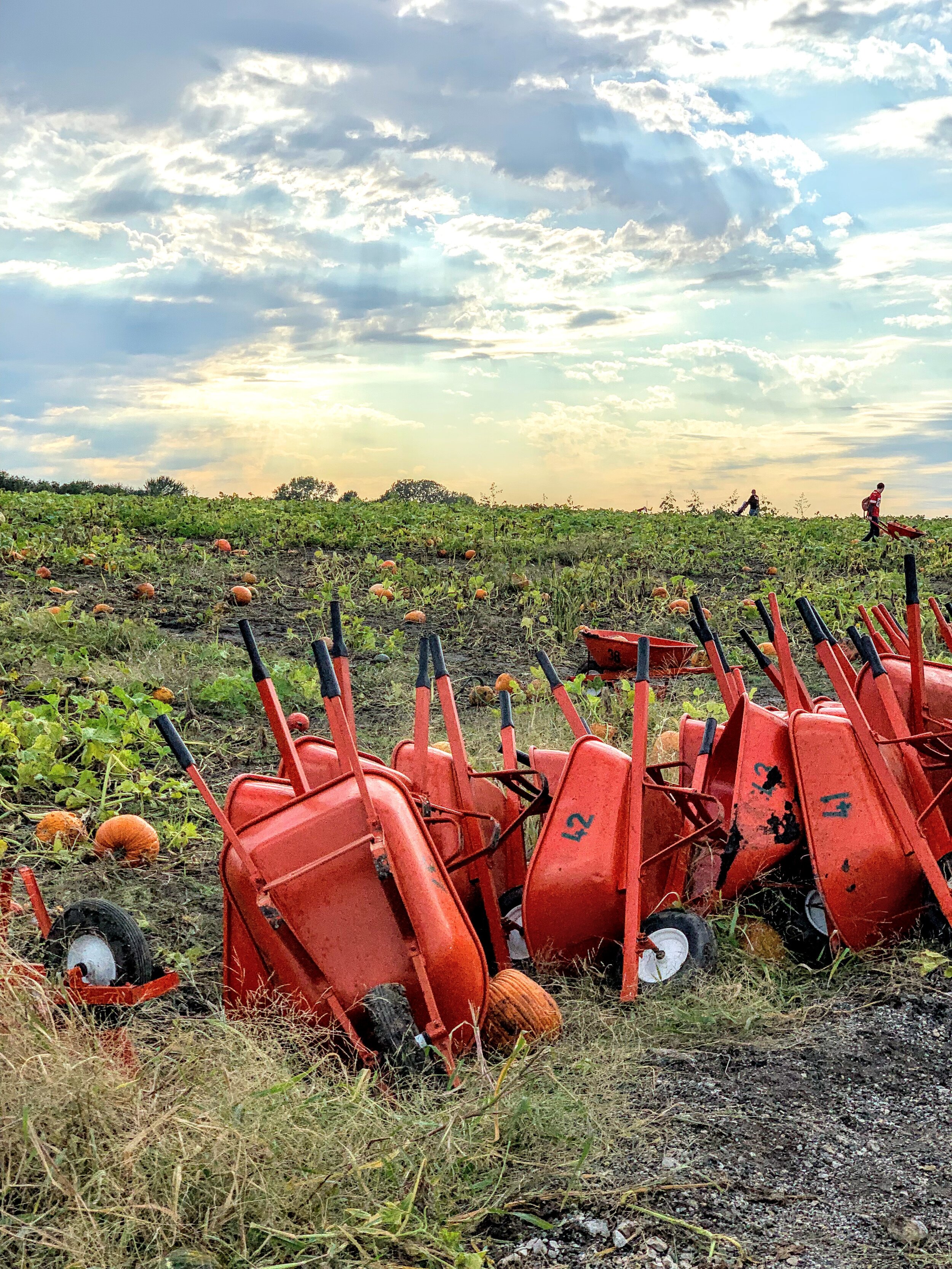 Johnson Farms Plants & Pumpkins — MIKCexplore