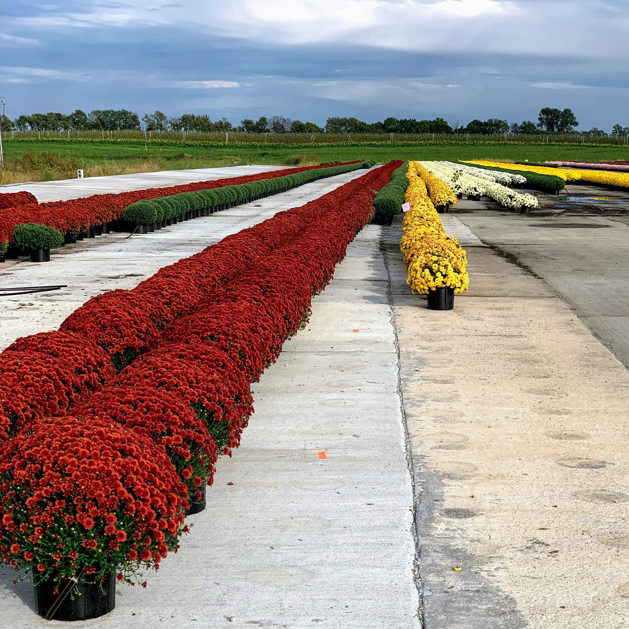Johnson Farms Plants &amp; Pumpkins — MIKCexplore