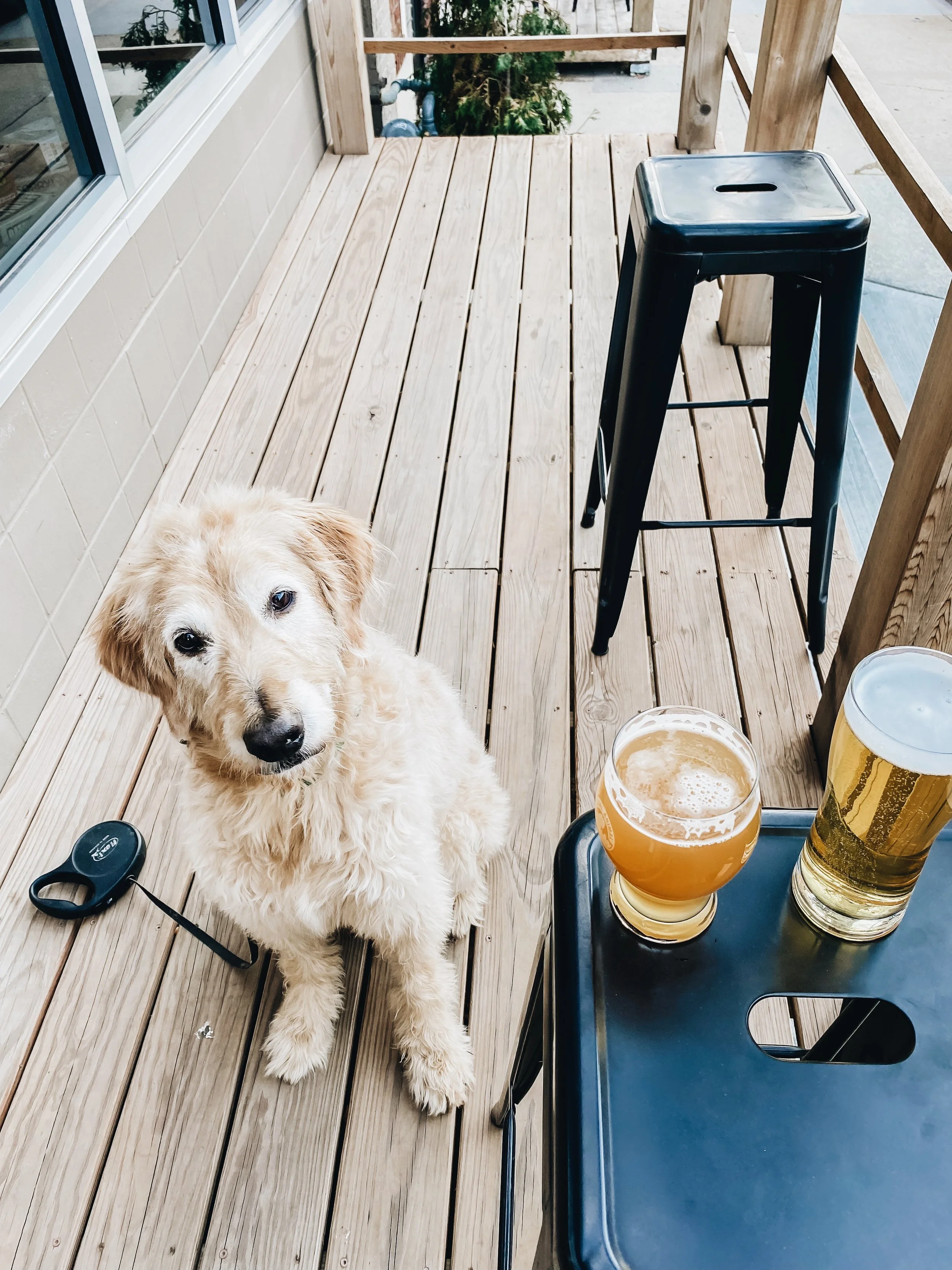 A Dozen Dog Friendly Patios in KC
