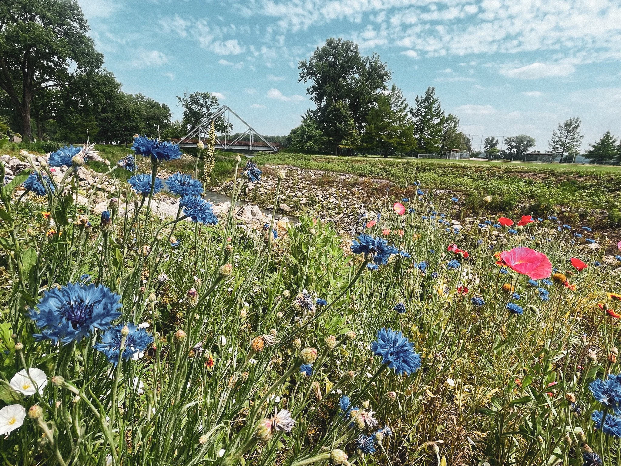 6 Places in Kansas City to Stop and Smell the Flowers
