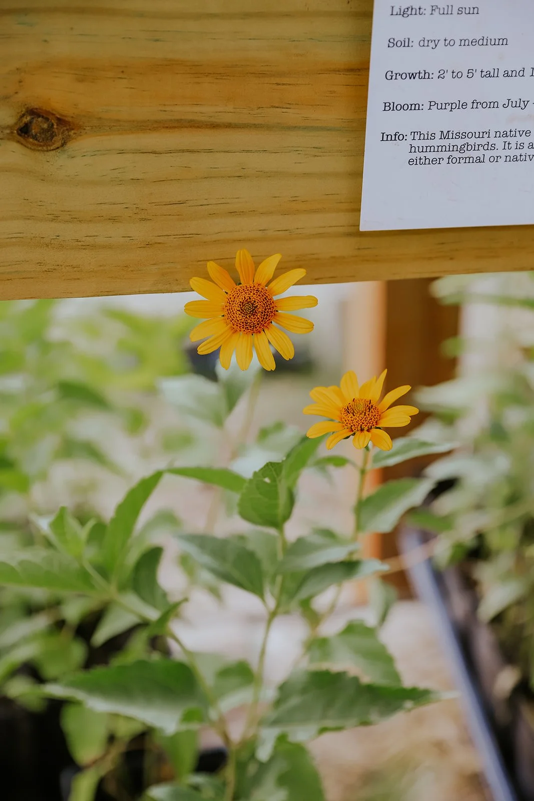 Profile: City Roots Nursery — MIKCexplore