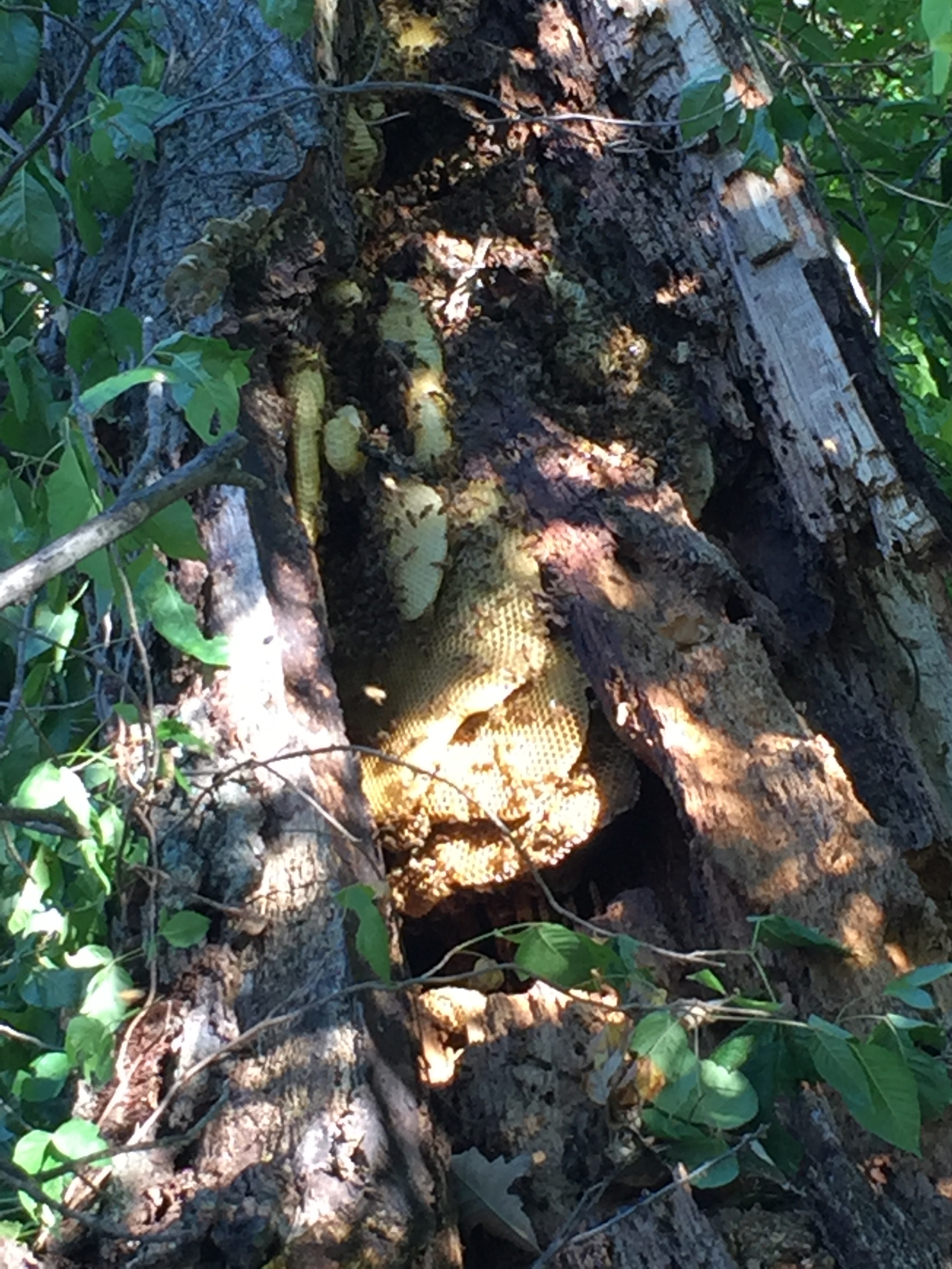 Tree removal in Elyria. The tree fell and the hive was relocated to our apiary.