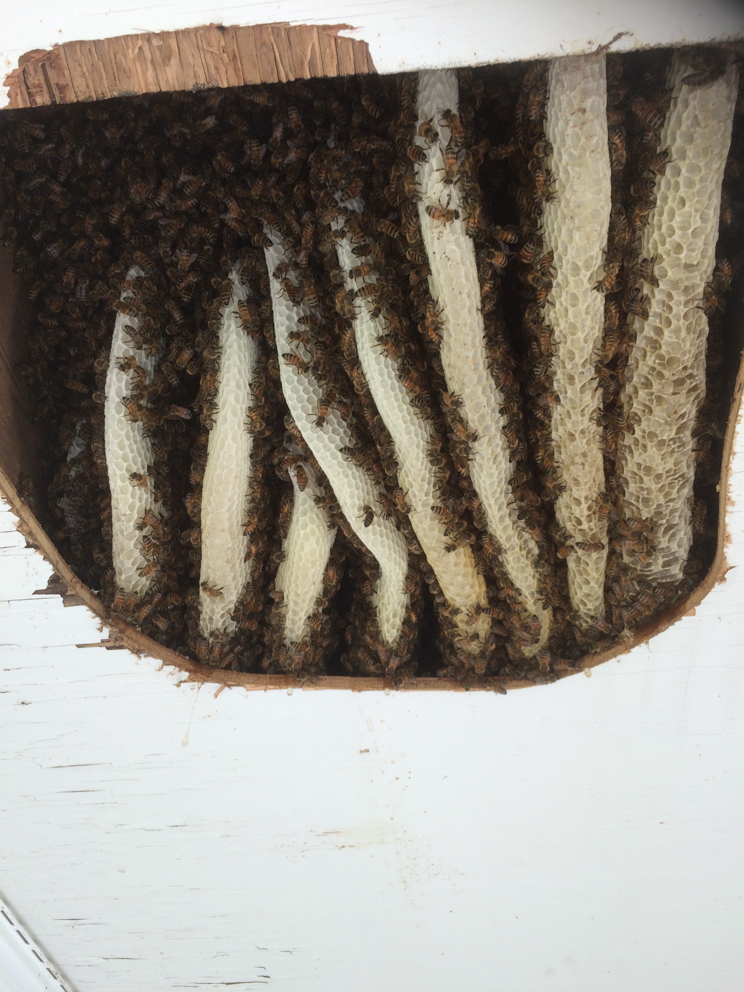 Our first cut out in Oberlin. The bees were in an overhang at a Church.