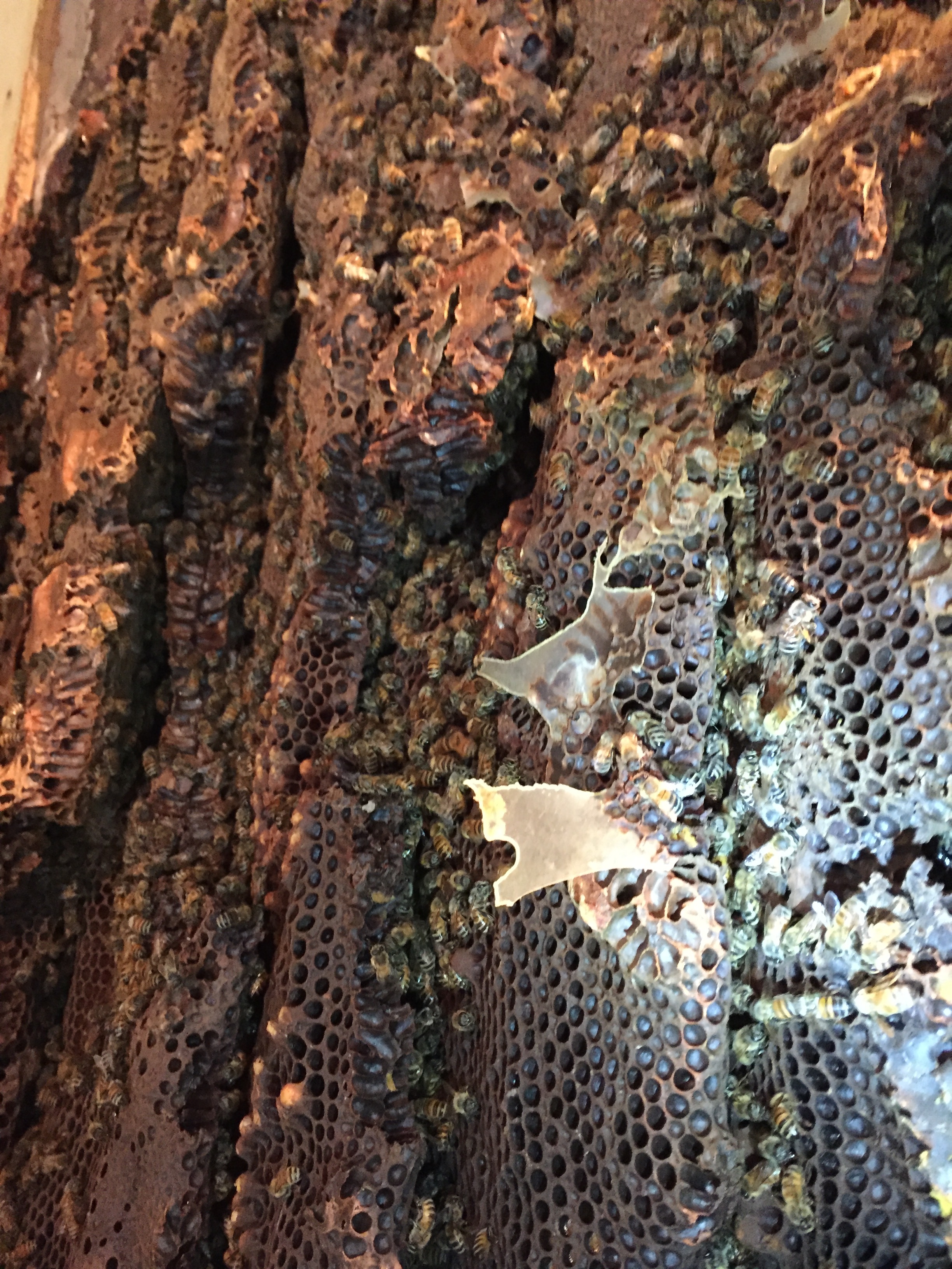 Removal performed in Columbia Station. The hive had been in a barn wall nearly 20 yrs.
