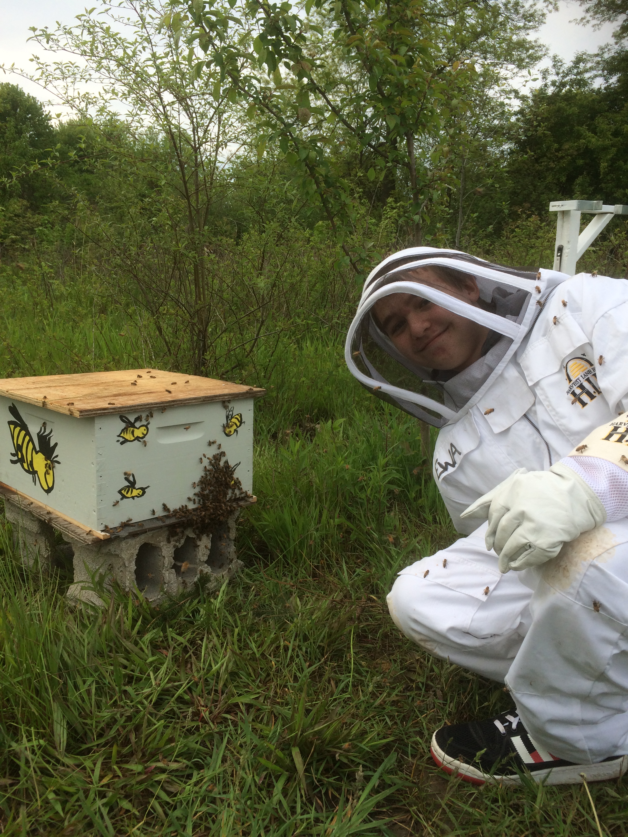 Dakota Gross checking on our first swarm we removed from a pine tree in Brunswick .