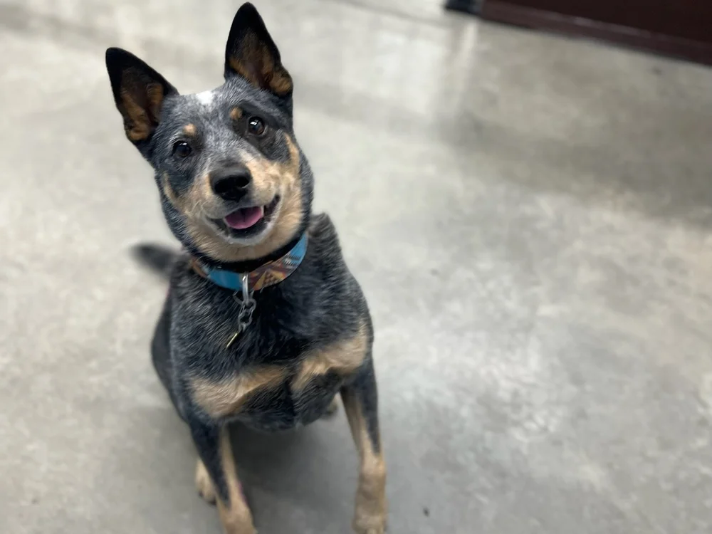 Services for Standing Clients — Stand Proud Dog Training Reno, NV