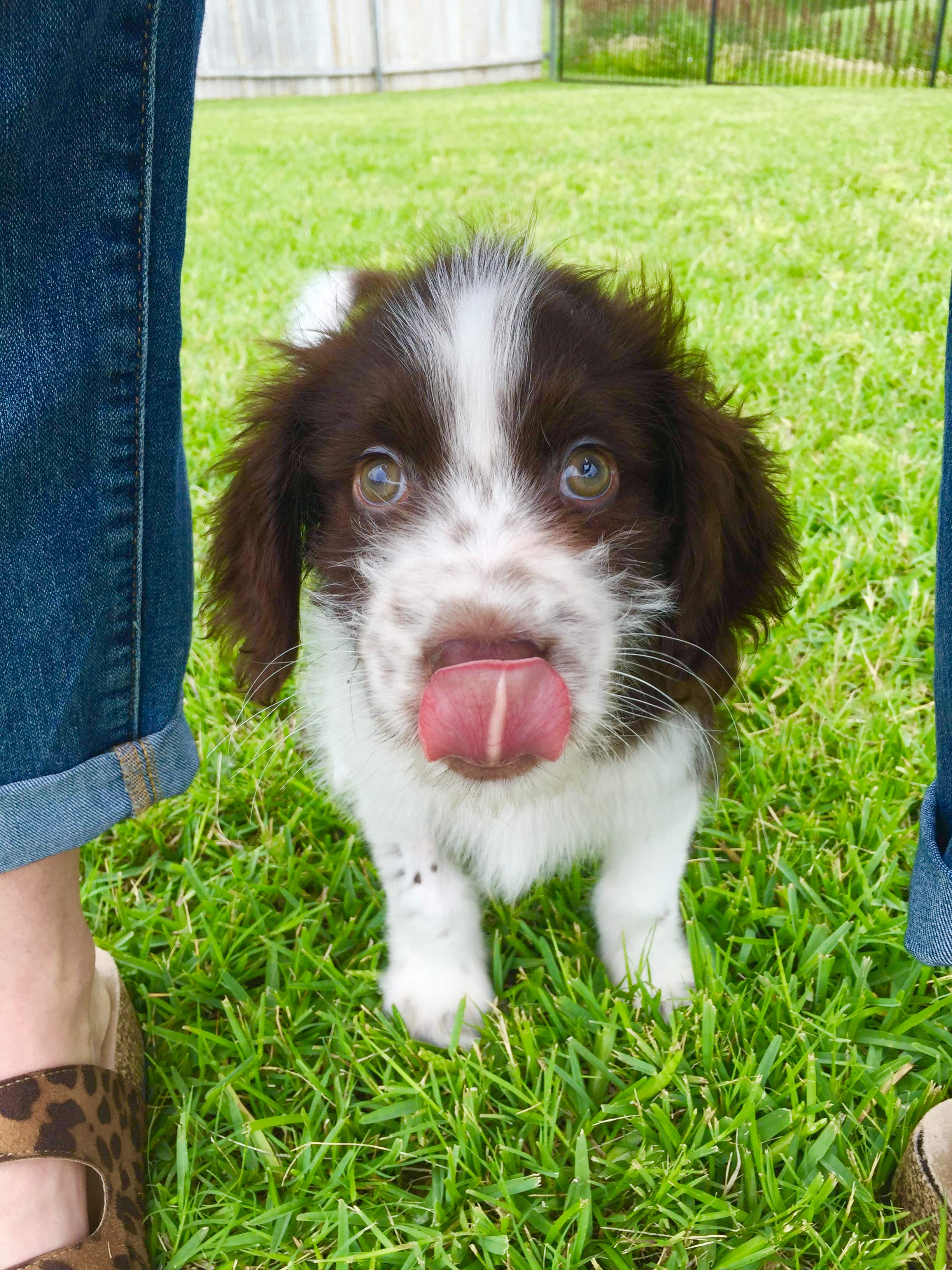 Sweet photo of Murray at 10weeks old, thanks Cherie!