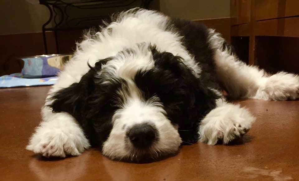 Panda at 5 months old, thanks for the adorable photo Max!