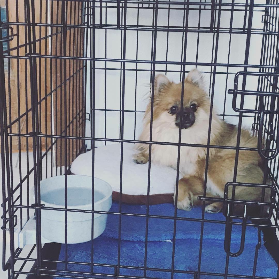 Little Leo relaxing in his crate, this cute fluff had water available as he didn’t have issues with potty training