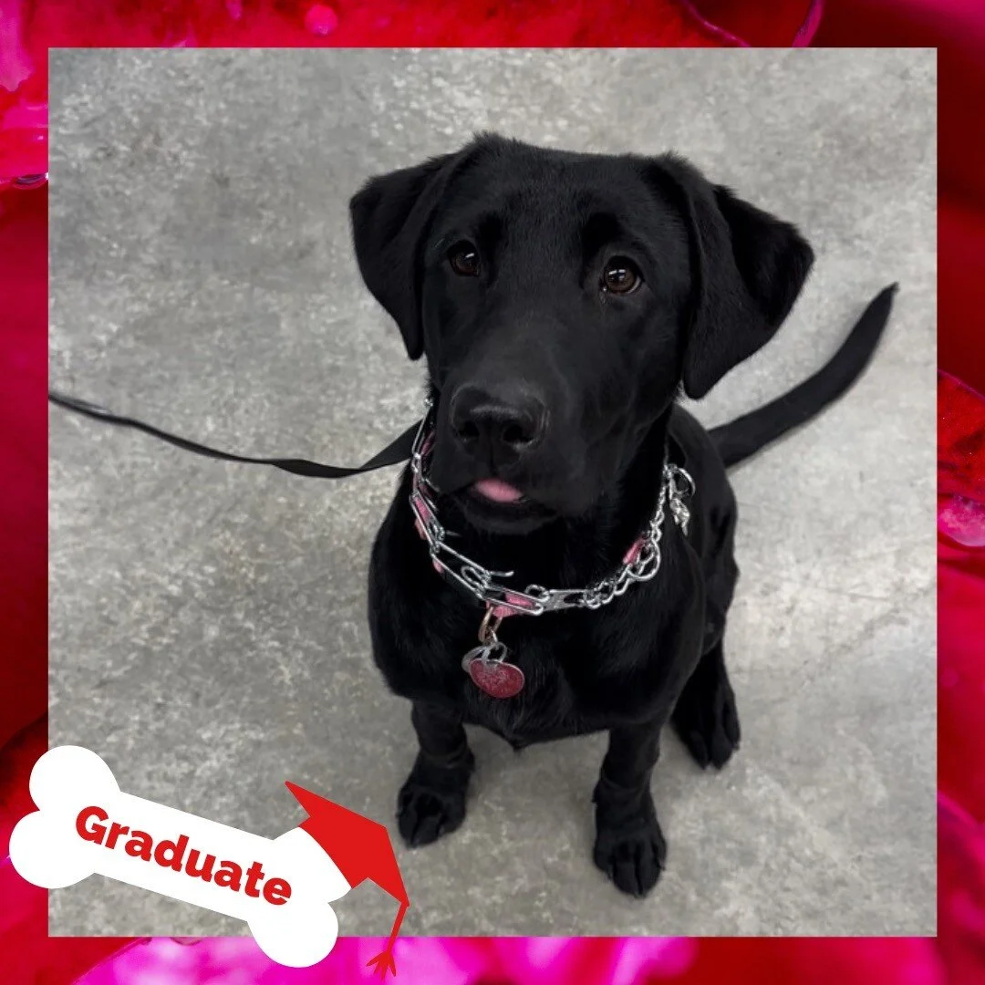 Stand Proud Dog Training Reno, NV