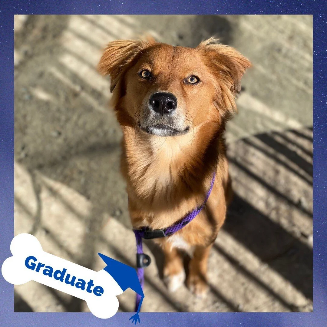 Stand Proud Dog Training Reno, NV