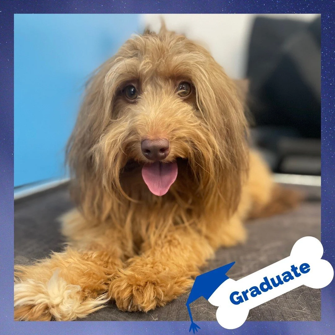 Stand Proud Dog Training Reno, NV