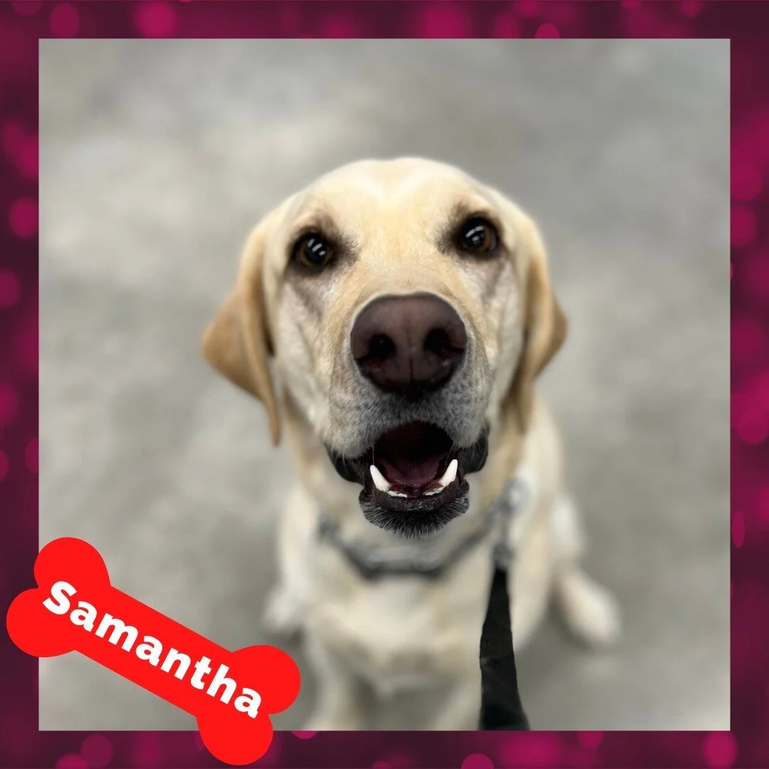 Stand Proud Dog Training Reno, NV