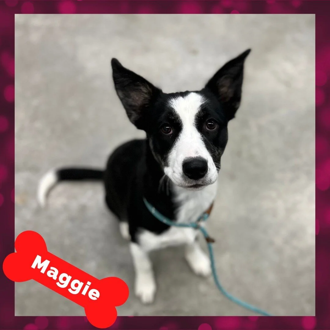 Stand Proud Dog Training Reno, NV