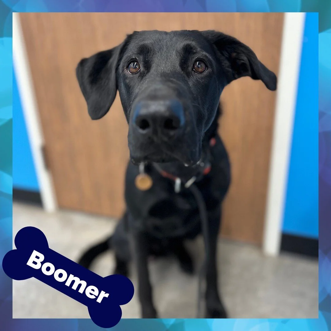 Stand Proud Dog Training Reno, NV