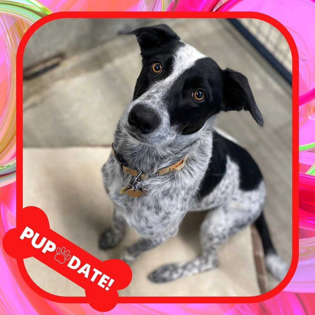 Stand Proud Dog Training Reno, NV