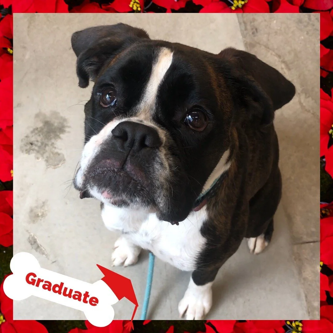 Stand Proud Dog Training Reno, NV