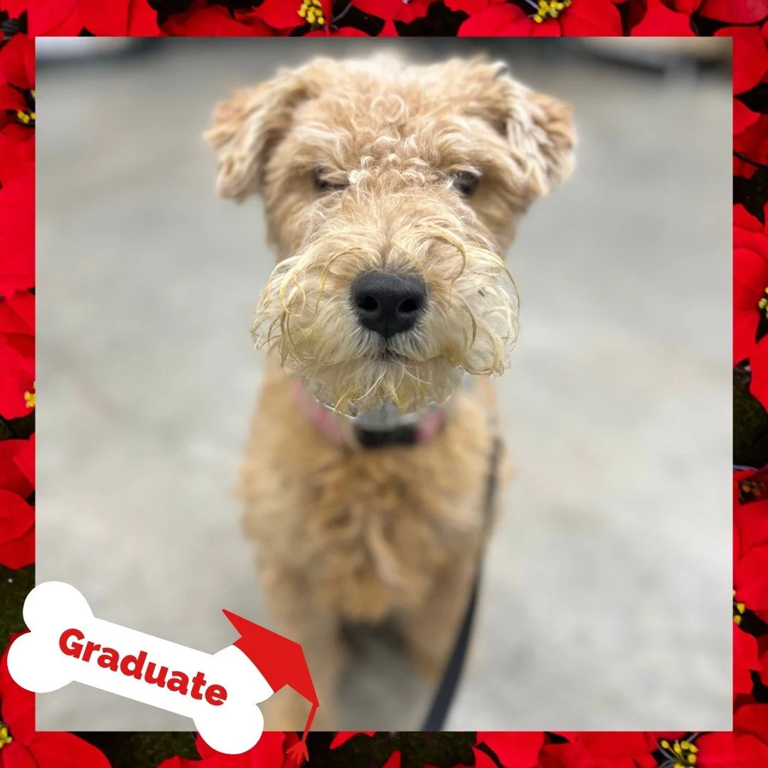 Stand Proud Dog Training Reno, NV