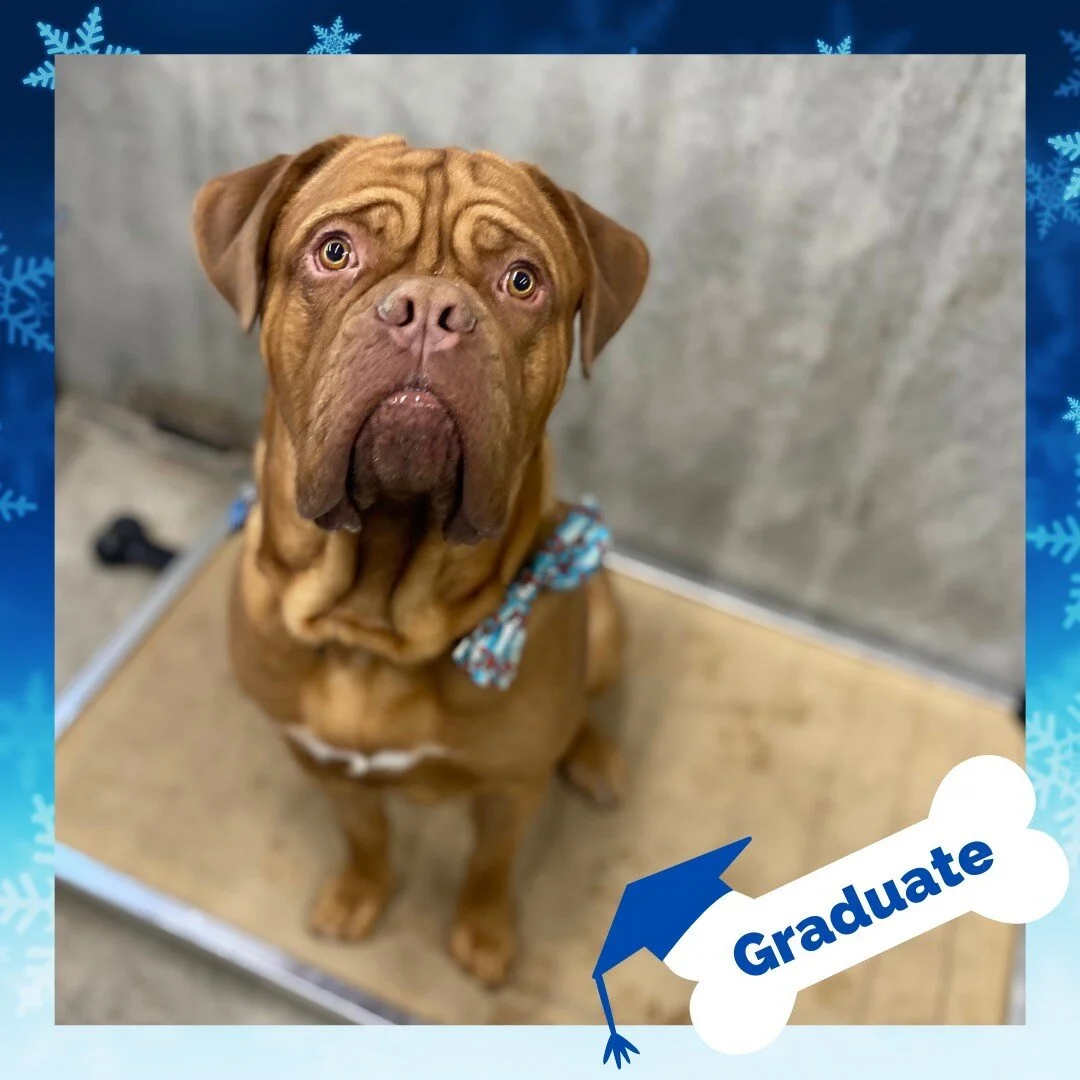 Stand Proud Dog Training Reno, NV