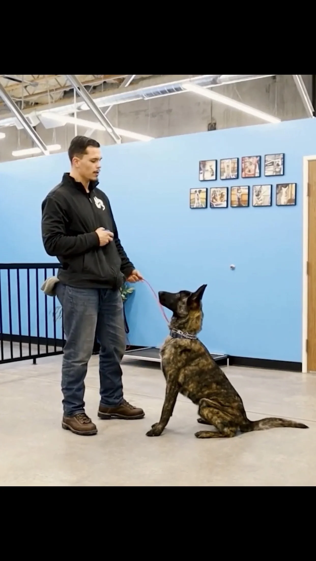 Quiz What Kind Of Dog Breed Should I Get Quiz What Dog Is Best