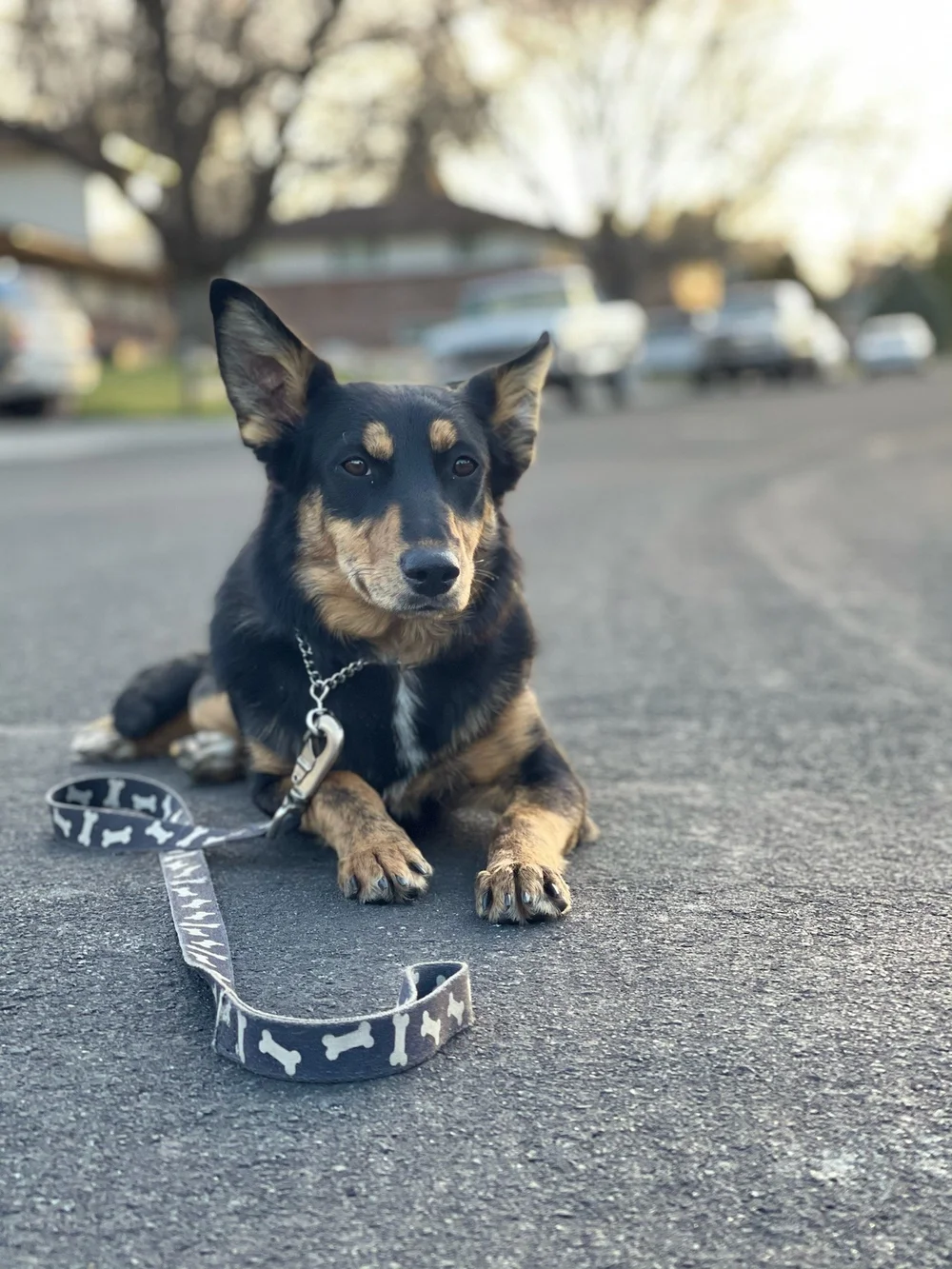 Services for Standing Clients — Stand Proud Dog Training Reno, NV