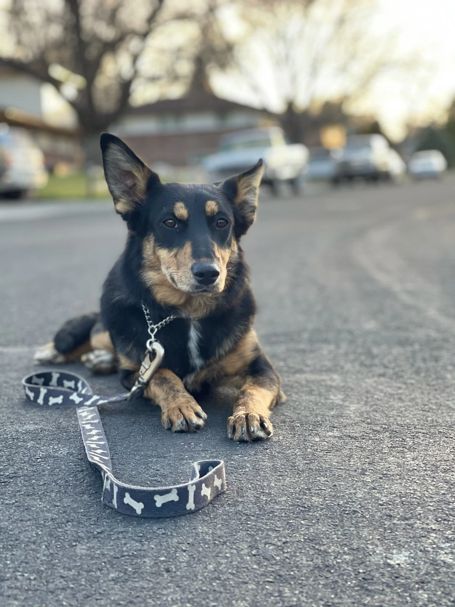 Services for Standing Clients — Stand Proud Dog Training Reno, NV