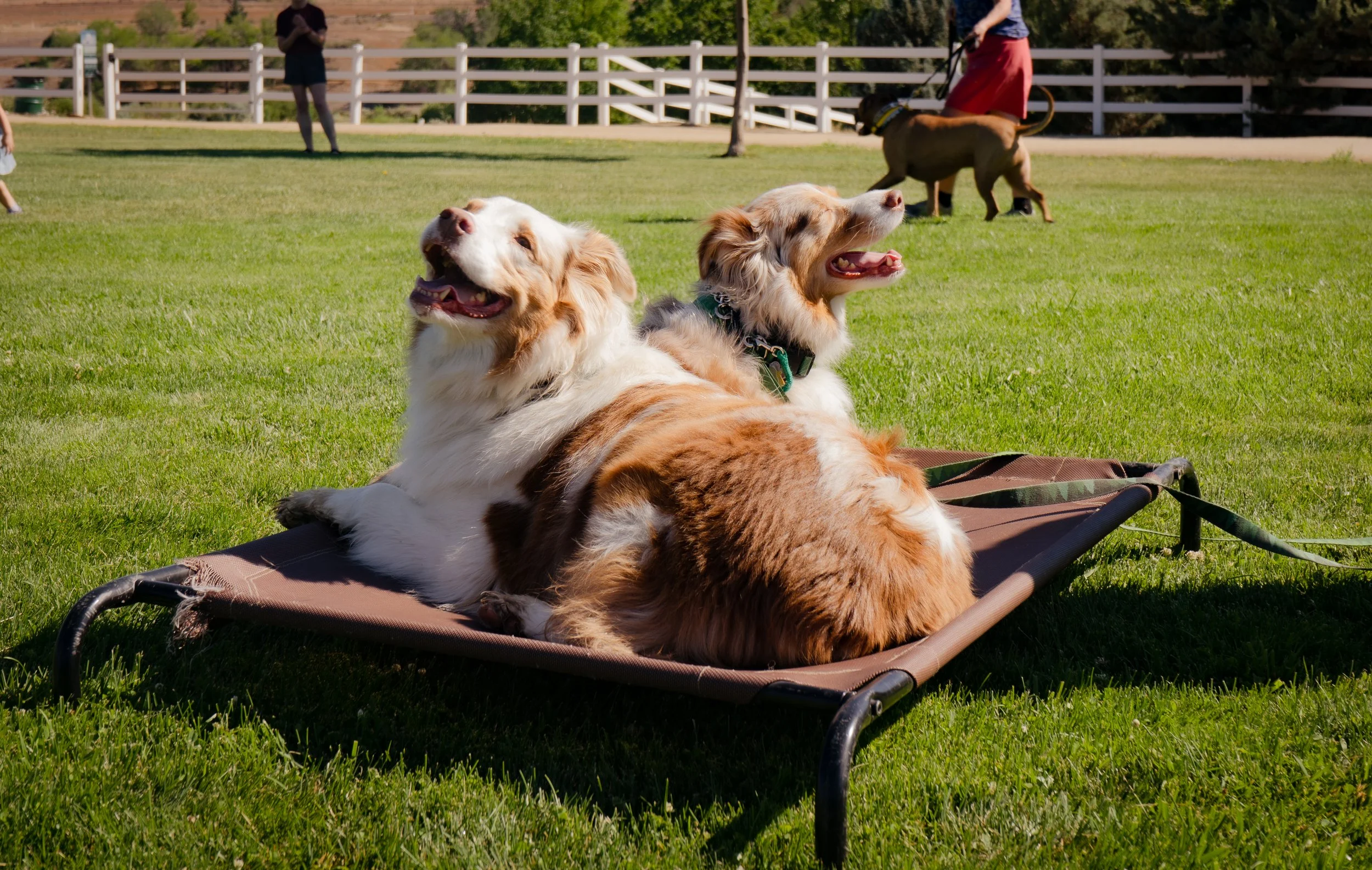 Stand Proud Dog Training Reno, NV