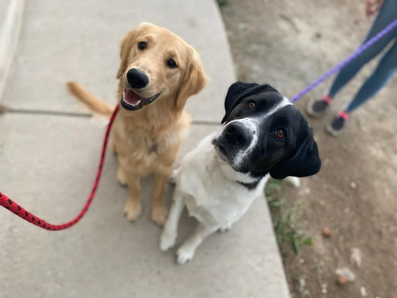 Services for Standing Clients — Stand Proud Dog Training Reno, NV